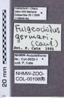 Etikette zu Fulgeochlizus germari (NHMW-ZOO-COL-0010896)